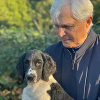 Female Houston, a male English Springer Spaniel for sale in Dallas, TX – Photo 7 of 10