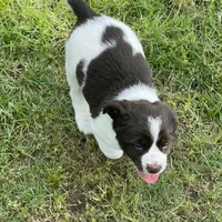 Female Houston, a male English Springer Spaniel for sale in Dallas, TX – Photo 5 of 10
