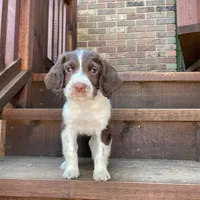 Female Houston, a male English Springer Spaniel for sale in Dallas, TX – Photo 8 of 10