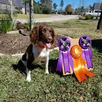 Female Houston, a male English Springer Spaniel for sale in Dallas, TX – Photo 4 of 10