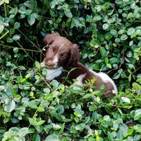 Female Houston, a male English Springer Spaniel for sale in Dallas, TX – Photo 3 of 10