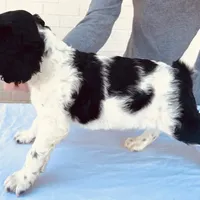 Female Houston, a male English Springer Spaniel for sale in Dallas, TX – Photo 6 of 10