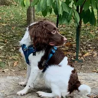 Female Houston, a male English Springer Spaniel for sale in Dallas, TX – Photo 10 of 10