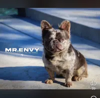 Blue and tan (Carries fluffy and testable) 6 panel health clear , a female French Bulldog for sale in Piedmont, OK – 9 of 9