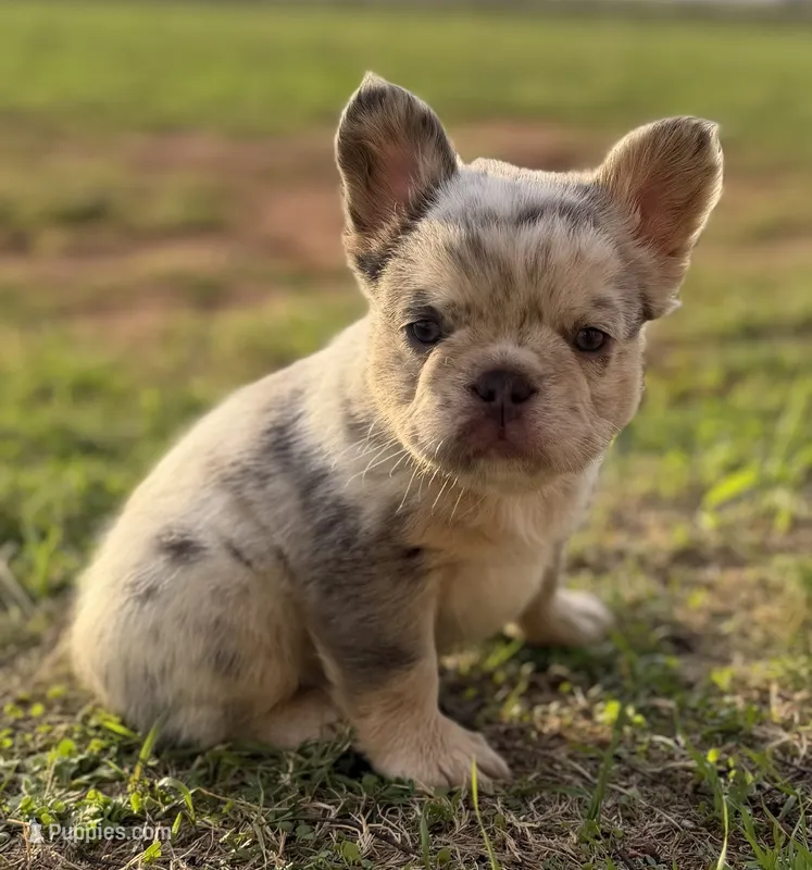 ATAT Lilac merle fluffy + testable 6 panel health clear  – French Bulldog puppy for sale in Piedmont, OK