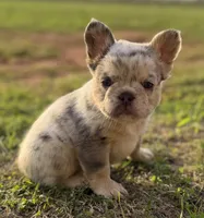 ATAT Lilac merle fluffy + testable 6 panel health clear , a female French Bulldog for sale in Piedmont, OK – 1 of 6