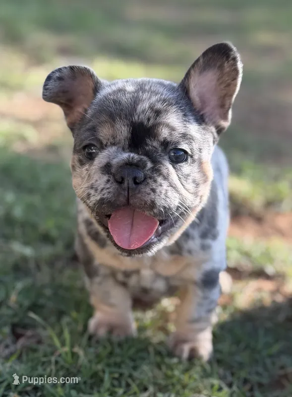 Blue merle with cherry tan points! 6 panel clear. – French Bulldog puppy for sale in Piedmont, OK