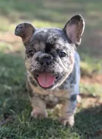 Blue merle with cherry tan points! 6 panel clear., a female French Bulldog for sale in Piedmont, OK – 1 of 4