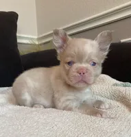 ATA Pink Merle Male , a male French Bulldog for sale in Piedmont, OK – Photo 1 of 2