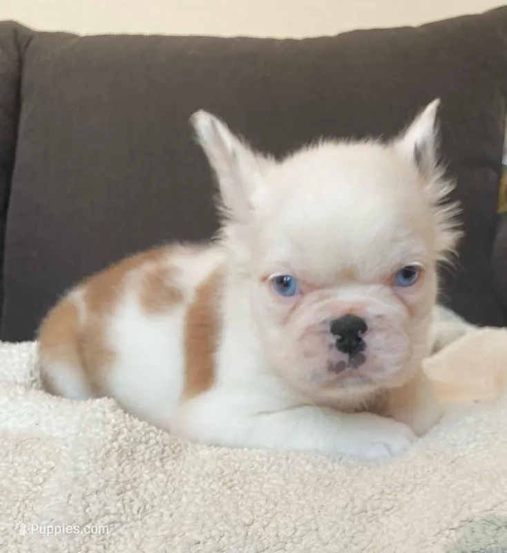 Beevo , a male French Bulldog for sale in Piedmont, OK – Photo 1 of 1