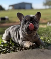 Blue merle with cherry tan points! 6 panel clear., a female French Bulldog for sale in Piedmont, OK – 2 of 4