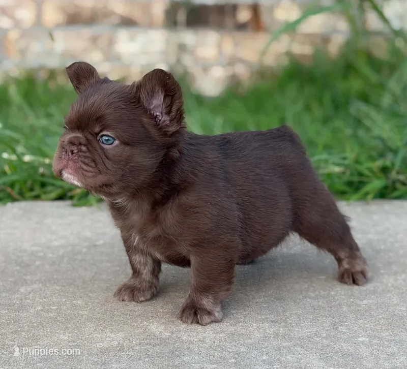 Rojo fluffy male  – French Bulldog puppy for sale in Piedmont, OK