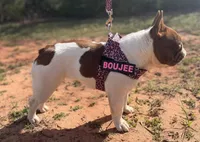 Rojo fluffy male , a male French Bulldog for sale in Piedmont, OK – 3 of 4
