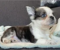 Vixen , a female French Bulldog for sale in Piedmont, OK – Photo 1 of 2