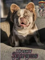 Lilac and tan merle fluffy  + pink and testable 6 panel health clear , a male French Bulldog for sale in Piedmont, OK – Photo 8 of 8