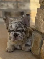 Lilac and tan merle fluffy  + pink and testable 6 panel health clear , a male French Bulldog for sale in Piedmont, OK – Photo 4 of 8