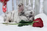 Lilac and tan merle fluffy  + pink and testable 6 panel health clear , a male French Bulldog for sale in Piedmont, OK – Photo 7 of 8