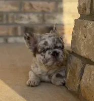 Lilac and tan merle fluffy  + pink and testable 6 panel health clear , a male French Bulldog for sale in Piedmont, OK – Photo 5 of 8