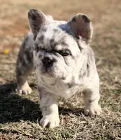 Lilac and tan merle fluffy  + pink and testable 6 panel health clear , a male French Bulldog for sale in Piedmont, OK – Photo 6 of 8
