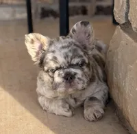 Lilac and tan merle fluffy  + pink and testable 6 panel health clear , a male French Bulldog for sale in Piedmont, OK – Photo 2 of 8