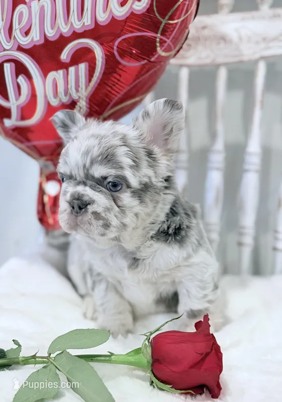 Lilac and tan merle fluffy  + pink and testable 6 panel health clear , a male French Bulldog for sale in Piedmont, OK – Photo 1 of 8