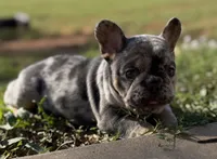 Blue merle with cherry tan points! 6 panel clear., a female French Bulldog for sale in Piedmont, OK – 3 of 4