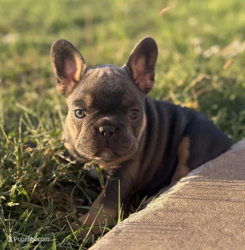 Blue and tan (Carries fluffy and testable) 6 panel health clear  – French Bulldog puppy for sale in Piedmont, OK