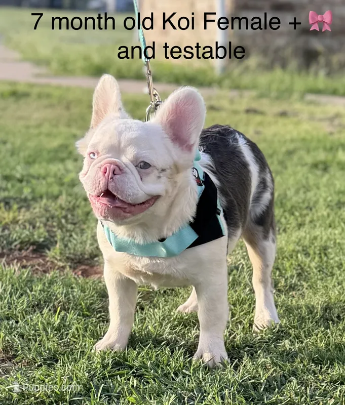 Koi fluffy  plus pink and testable  – French Bulldog puppy for sale in Piedmont, OK