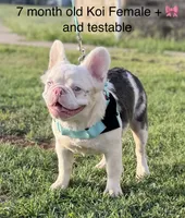 Koi fluffy  plus pink and testable , a female French Bulldog for sale in Piedmont, OK – 1 of 2