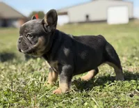 Blue and tan (Carries fluffy and testable) 6 panel health clear , a female French Bulldog for sale in Piedmont, OK – 2 of 9