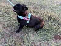Envy a/a solid black female fluffy NO BLUE 1 year old, a female French Bulldog for sale in Piedmont, OK – 3 of 4
