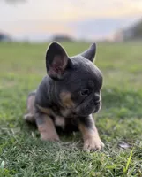 Blue and tan (Carries fluffy and testable) 6 panel health clear , a female French Bulldog for sale in Piedmont, OK – 5 of 9