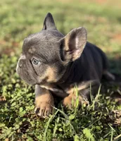 Blue and tan (Carries fluffy and testable) 6 panel health clear , a female French Bulldog for sale in Piedmont, OK – 3 of 9