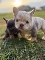 ATAT Lilac merle fluffy + testable 6 panel health clear , a female French Bulldog for sale in Piedmont, OK – 2 of 6