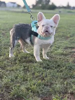 Koi fluffy  plus pink and testable , a female French Bulldog for sale in Piedmont, OK – 2 of 2
