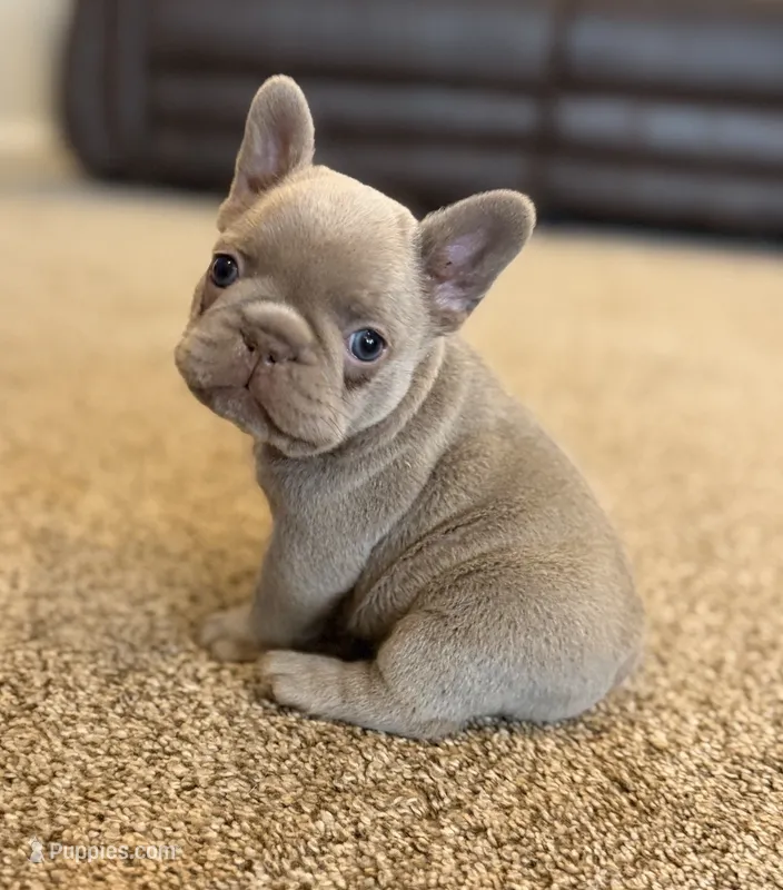 ATA Isabella male carrying pink  – French Bulldog puppy for sale in Piedmont, OK