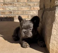 Lilac and tan + pink and testable , a male French Bulldog for sale in Piedmont, OK – Photo 5 of 5