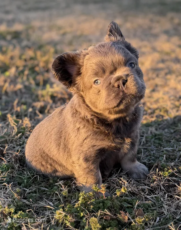 Lilac and tan + pink and testable , a male French Bulldog for sale in Piedmont, OK – Photo 1 of 5