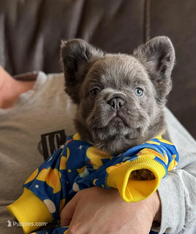 Lilac and tan + pink and testable 