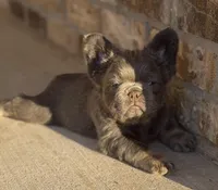 Lilac and tan + pink and testable , a male French Bulldog for sale in Piedmont, OK – Photo 4 of 5