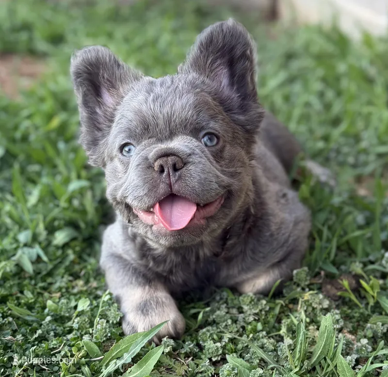 Lilac and tan + pink and testable  – French Bulldog puppy for sale in Piedmont, OK