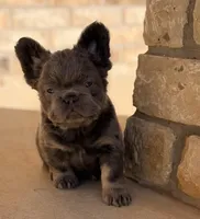 Lilac and tan + pink and testable , a male French Bulldog for sale in Piedmont, OK – Photo 3 of 5