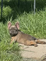 Sadie - fluffy pet - 7 pounds at 5 months , a female French Bulldog for sale in Piedmont, OK – 3 of 3