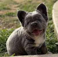 ATAT Lilac + testable daughter of Husky Supreme , a female French Bulldog for sale in Piedmont, OK – Photo 1 of 5