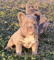 ATAT Lilac + testable daughter of Husky Supreme , a female French Bulldog for sale in Piedmont, OK – Photo 4 of 5
