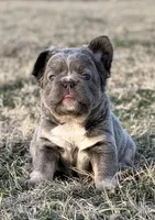 ATAT Lilac + testable daughter of Husky Supreme , a female French Bulldog for sale in Piedmont, OK – Photo 3 of 5
