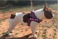 ATA Isabella male carrying pink , a male French Bulldog for sale in Piedmont, OK – 3 of 4