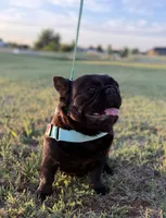Envy a/a solid black female fluffy NO BLUE 1 year old, a female French Bulldog for sale in Piedmont, OK – 2 of 4
