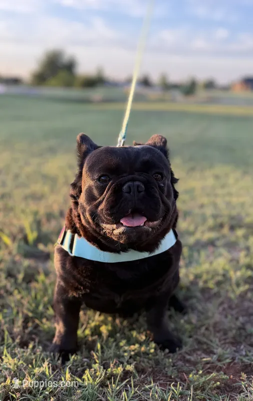Envy a/a solid black female fluffy NO BLUE 1 year old, a female French Bulldog for sale in Piedmont, OK – 1 of 4
