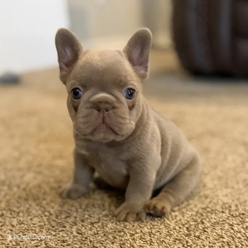 ATA isabella male carrying fluffy , a male French Bulldog for sale in Piedmont, OK – 1 of 4